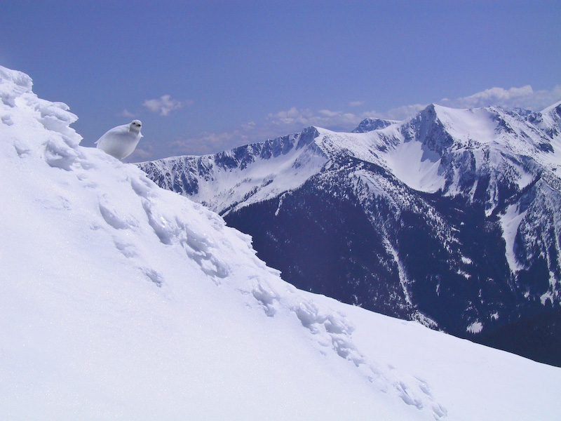 White-Tailed Ptarmigan